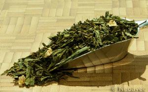 Kaktusfeige Gr�ner Tee mimt fruchter S�sse.
