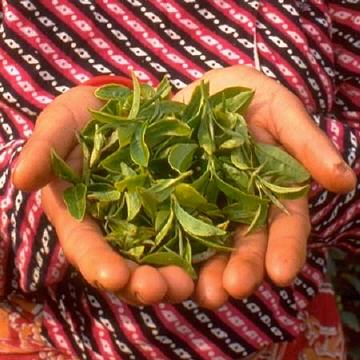 Darjeeling Tee aus einem der besten Teeanbaugebiete der Welt. Hier werden edle, kostbare und edle Tees für den Weltmarkt prouziert.